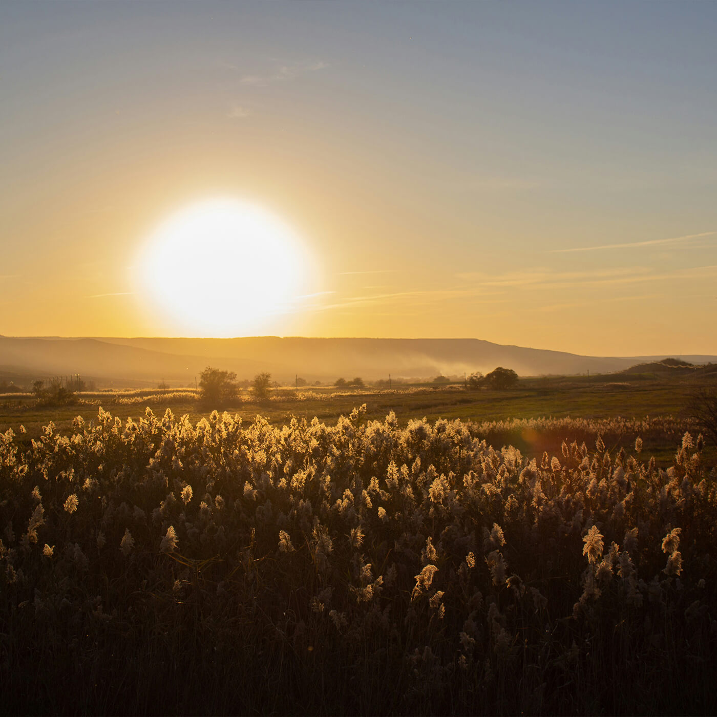 Zon over een veld met wilde bloemen