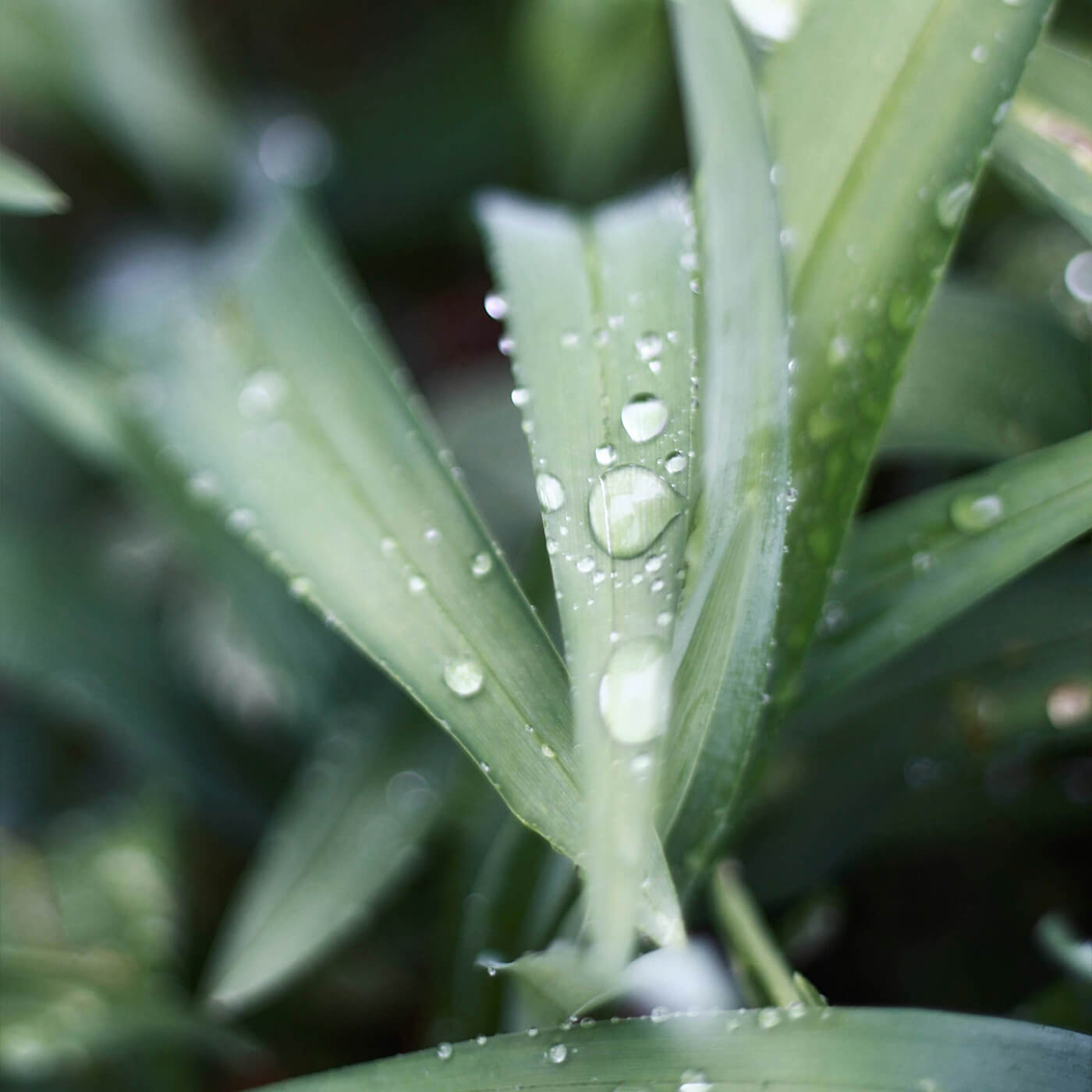 Water dauw op Aloe Vera