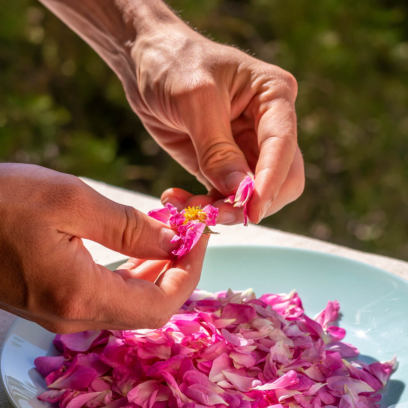 Handen van jongeman plukt rozen petalen bereiding van huis gemaakt rozenwater gedroogde roos